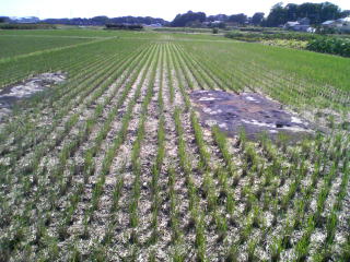 稲刈り後の田圃