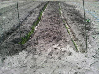 溝を掘り葱を植える